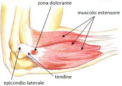 Anatomia gomito